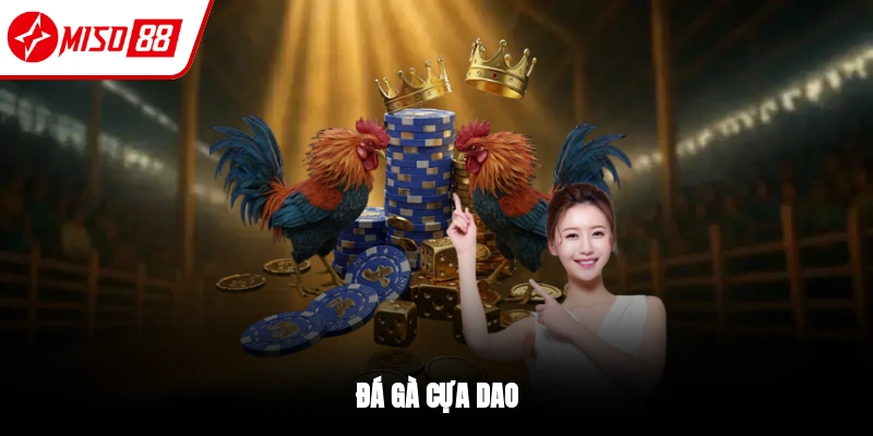 Đá gà cựa dao